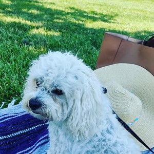 Meet your Posher, Abigail